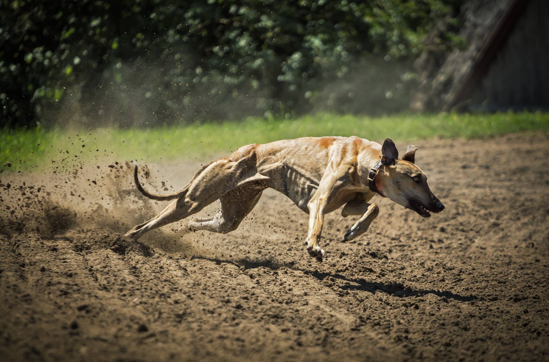 Greyhound-running