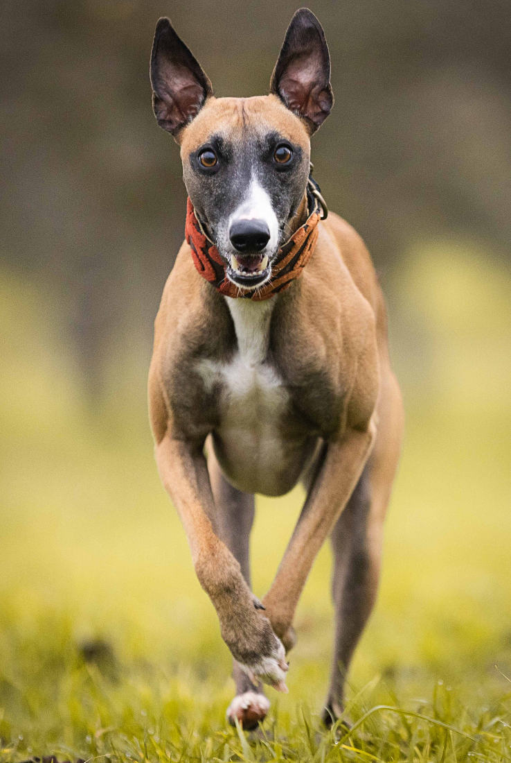 greyhound-approaching