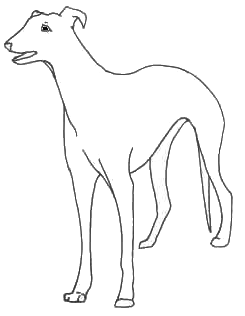 greyhound full body outline