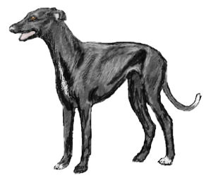 greyhound black standing