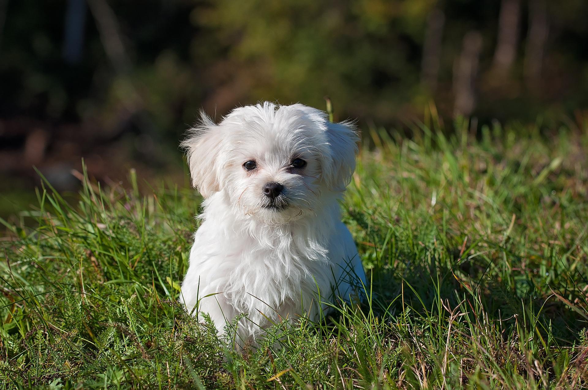 maltese-puppy