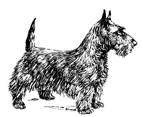 Scotch Terrier sketch