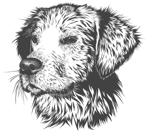 dog-face-sketch