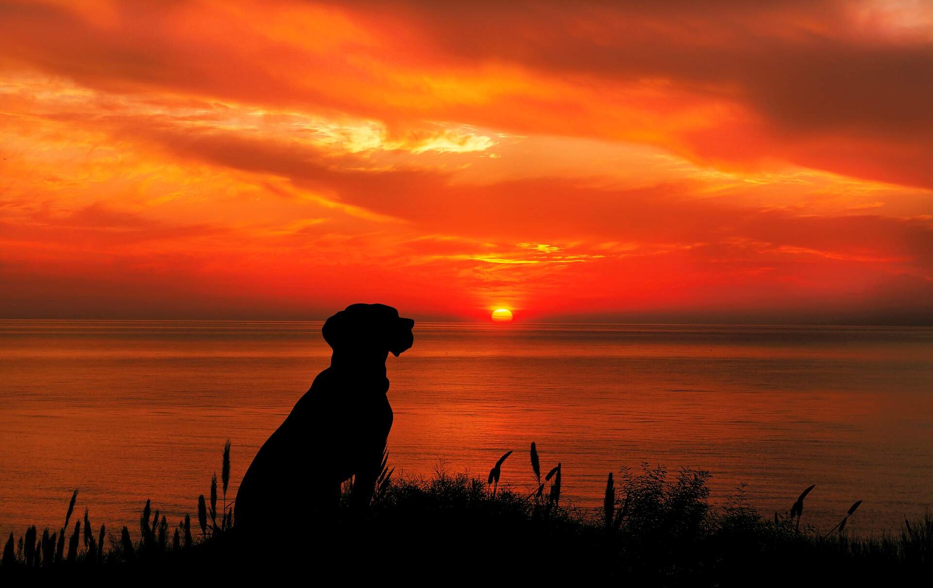 dog-sunset-wallpaper