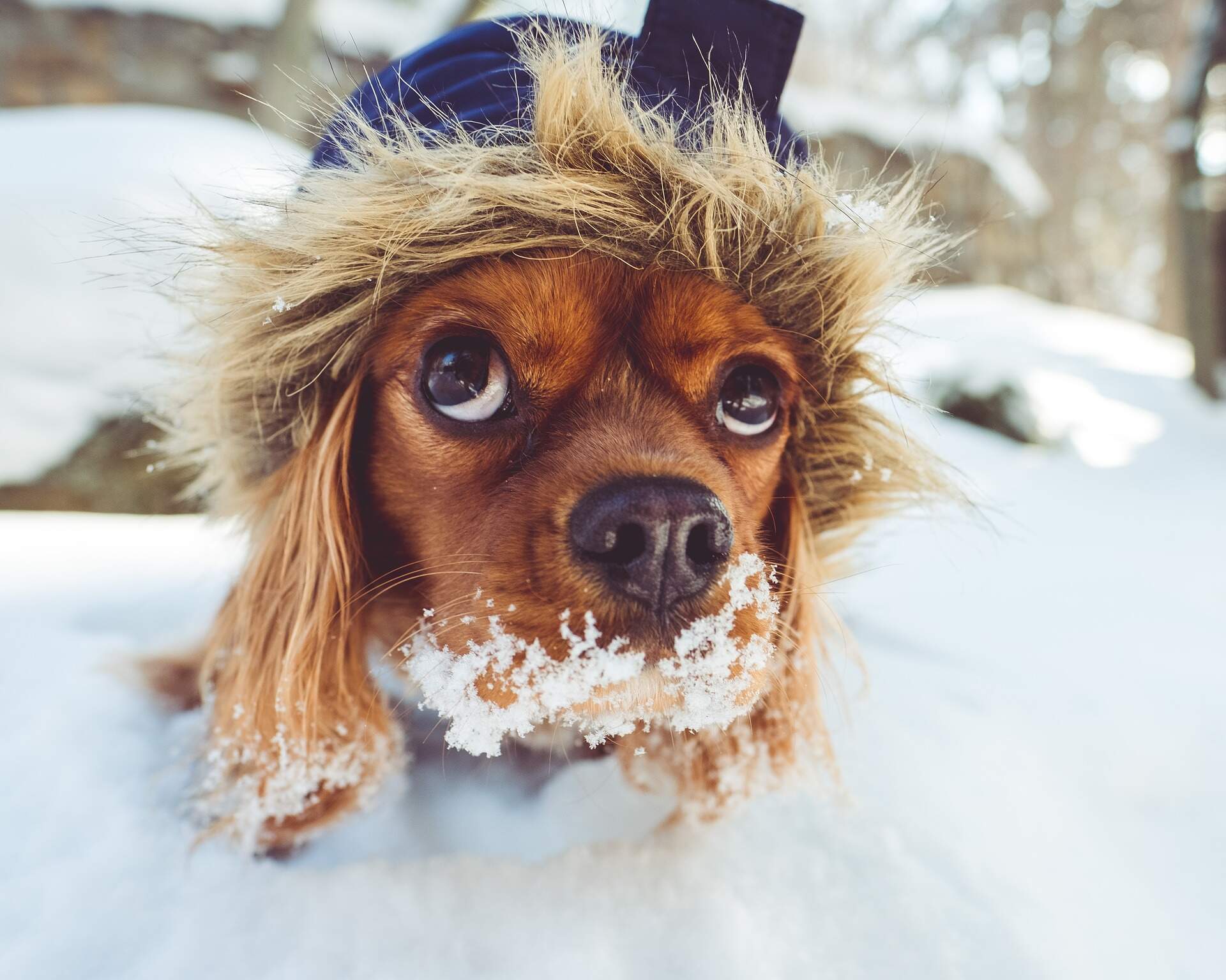 puppy-in-snow