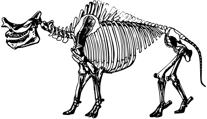 Titanotherium skeleton