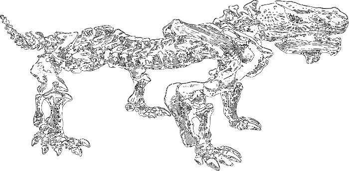 pareiasaurus skeleton