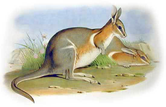 Crescent Nail-tail Wallaby  Onychogalea lunata