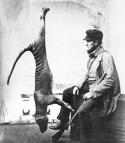 Thylacine bagged 1869