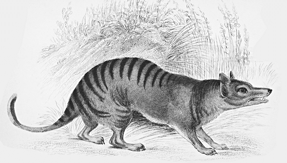 Thylacine illustration