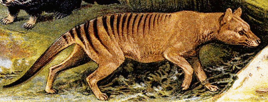 Thylacinus cynocephalus