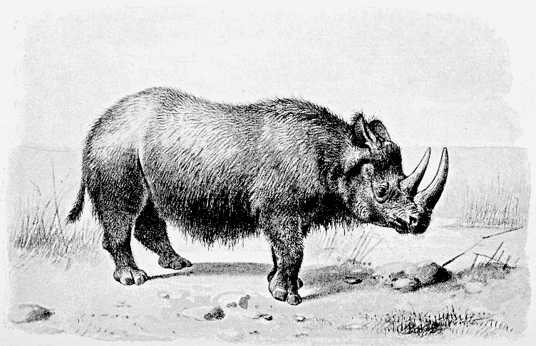 Woolly rhinoceros lineart