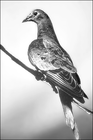 passenger_pigeon/
