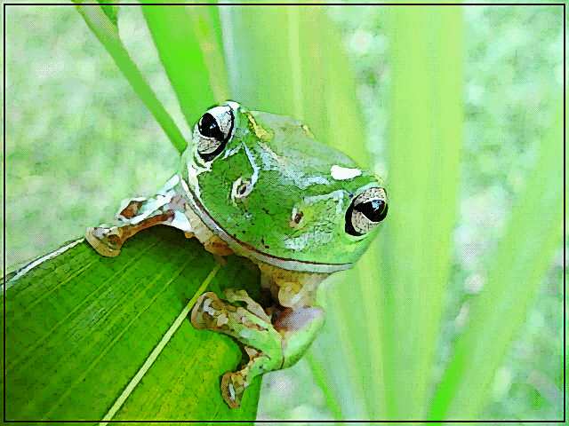frog close up