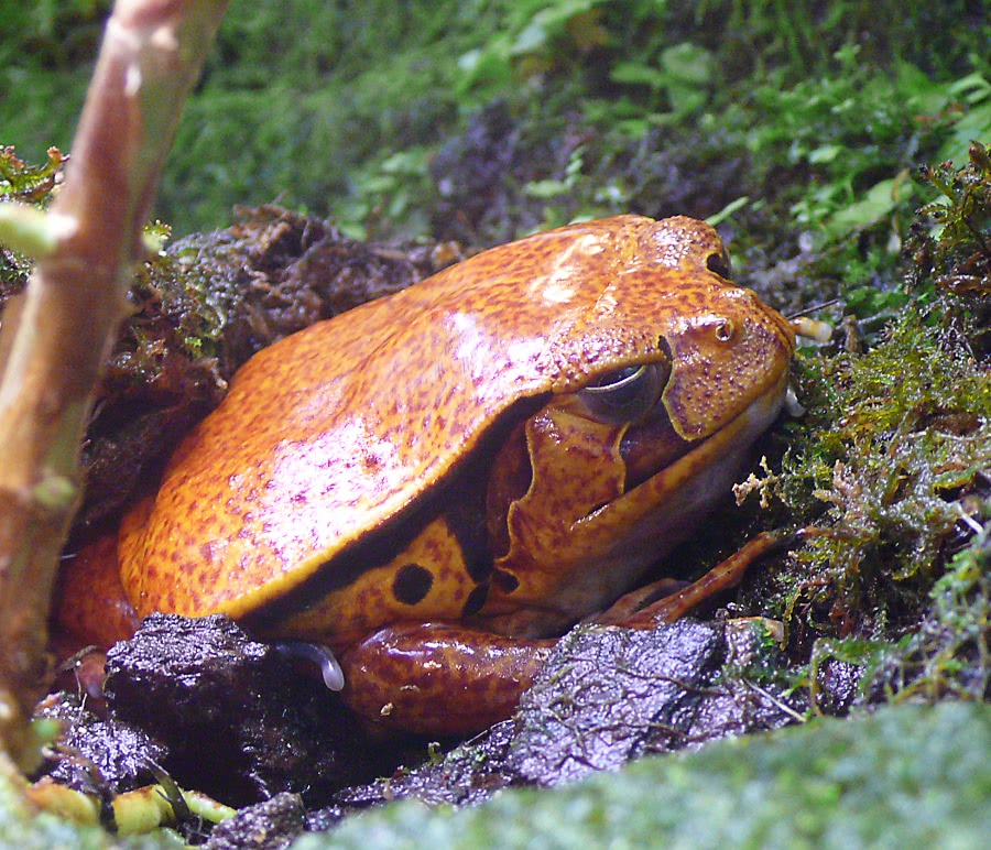 Sambava tomato frog  Dyscophus guineti