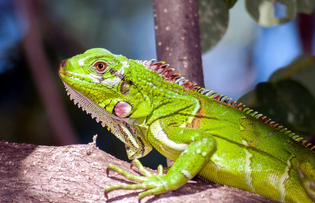 iguana reptile