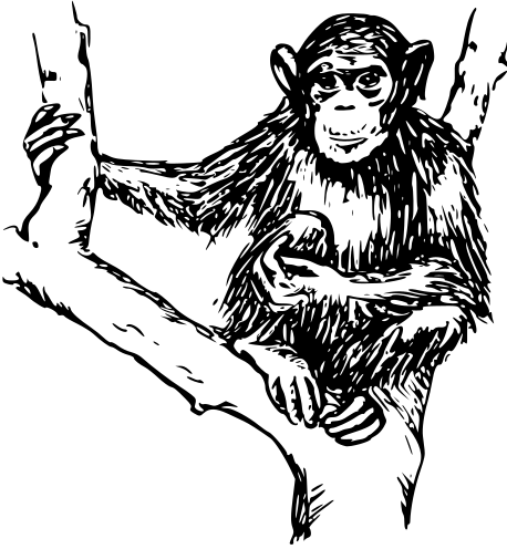 chimpanzee-in-tree