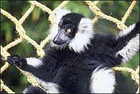 lemur/
