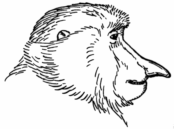 primate proboscis