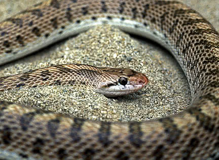 California Glossy snake
