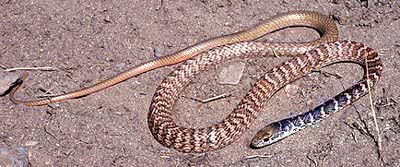 Coachwhip snake Masticophis flagellum USGS