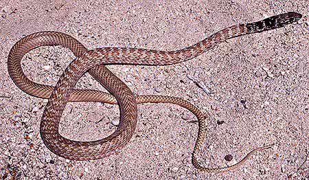 Coachwhip snake USGS