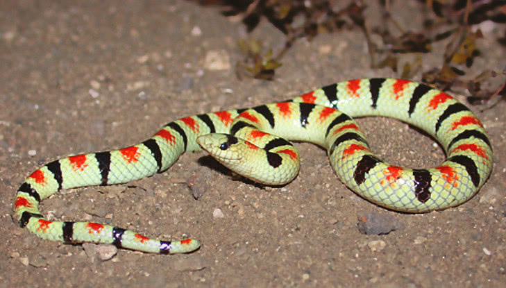 Colorodo shovel-nosed snake