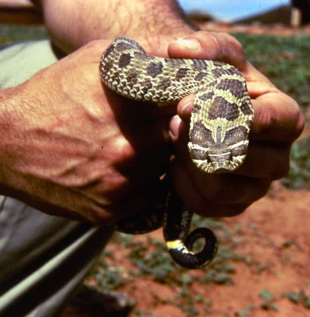 Hognose Snake  Heterodon nasicus