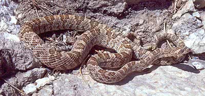 Lyre Snake  Trimorphodon biscutatus vandenburghi
