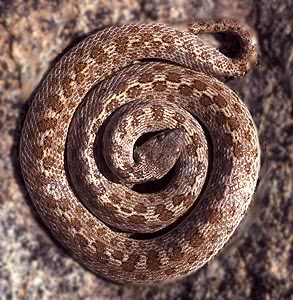 Night Snake  Hypsiglena torquata