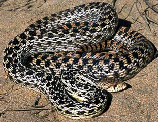San Diego Gopher Snake  Pituophis melanoleucus annectens