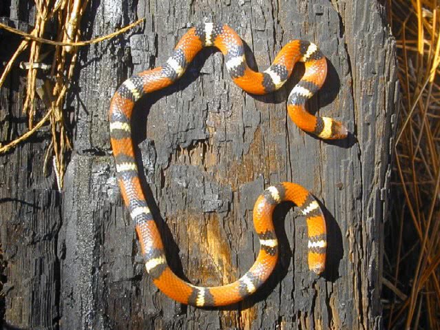 Scarlet King snake USGS