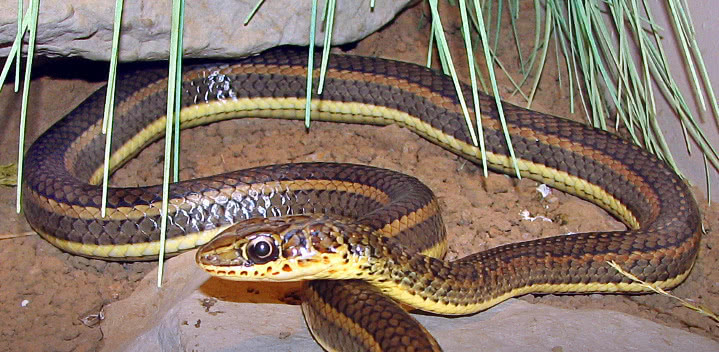 Stripe-bellied sand snake  Psammophis subtaeniatus