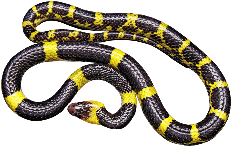 Yellow-and-Black-Snake