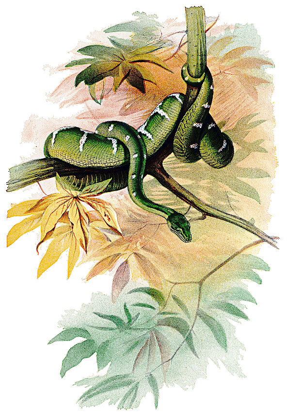 Green Boa snake