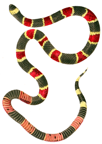 Eastern Coral snake  Micrurus fulvius