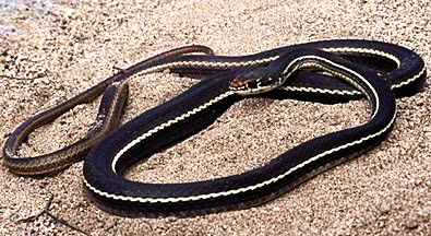 Striped Racer  Masticophis lateralis