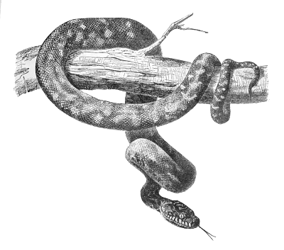 snake 2
