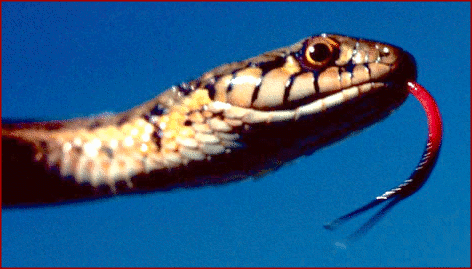 wandering garter snake