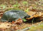 Blandings_turtle/