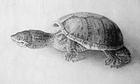 musk_turtle/