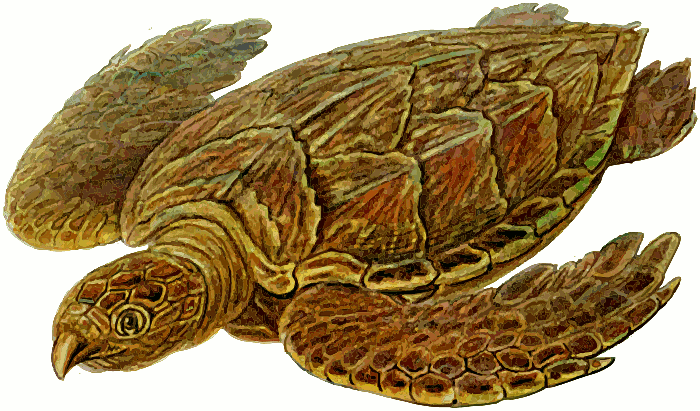 prehistoric turtle swimming