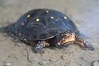 spotted_turtle/