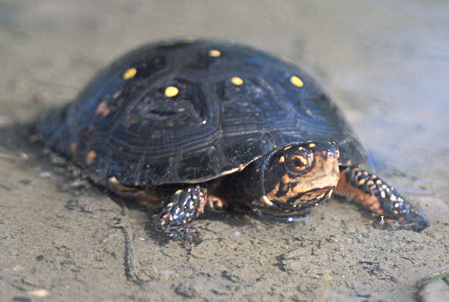 Spotted turtle  Clemmys guttata