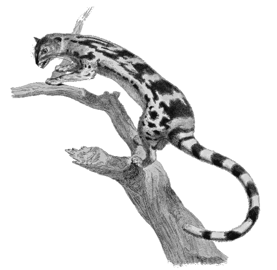 Felis gracilis