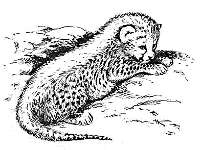 Cheetah juvenile w mantle fur