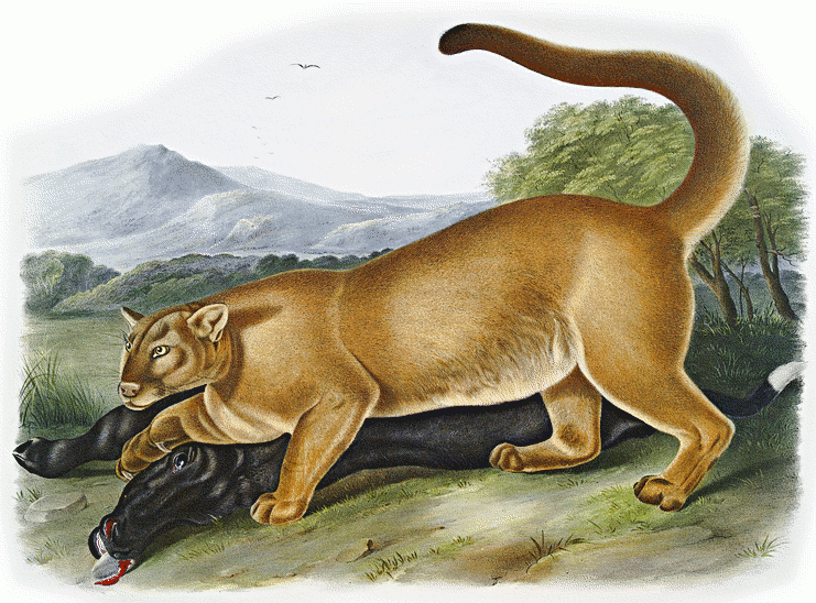 Cougar male  Audubon