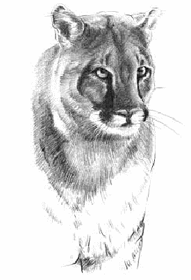 cougar Felis concolor