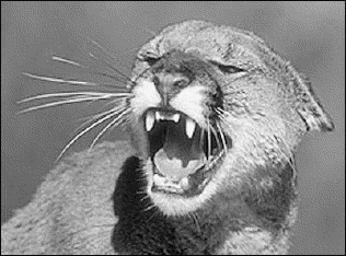 cougar scream