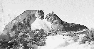two cougars on mountain